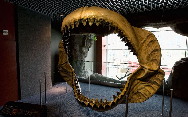 Descubren en Colombia el fósil del tiburón gigante más completo del mundo