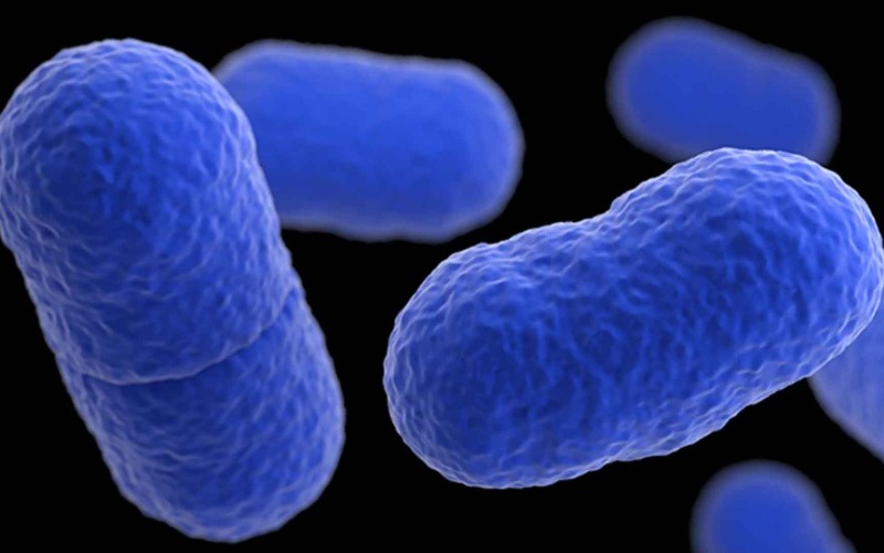 listeria-una-maestra-del-camuflaje-que-se-aduena-de-nuestras-celulas-a3fb47.jpg