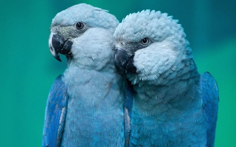 los-guacamayos-azules-que-inspiraron-la-pelcula-animada-ro-antes-considerados-extintos-est-8dc5af.jpg