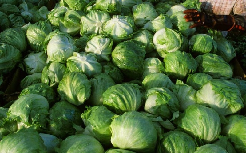 mexico-insiste-que-no-hay-prueba-que-su-lechuga-causara-brote-de-ciclosporiasis-20260807-163712-tpkk-1200x675-c41b5d.jpg