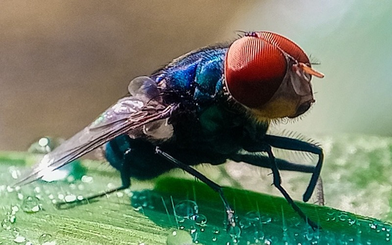 mosca-gusano-barrenador-627cc7.jpg