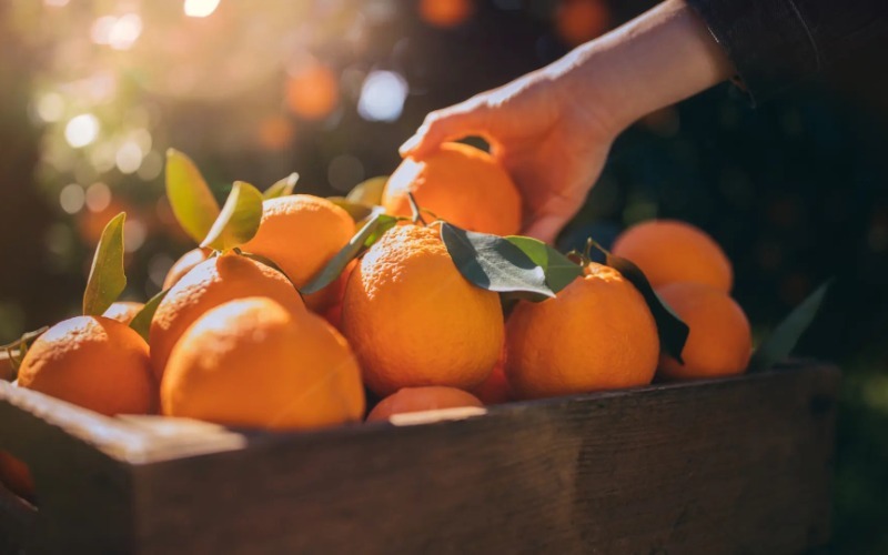 naranjas-fruta-685cfb.jpg