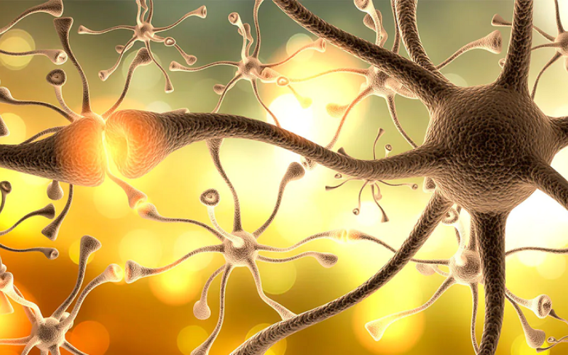neuronas-867b24.png