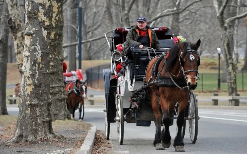 nueva-york-aprueba-ley-prohibira-carruajes-caballos-junio-2028-2-f5d072.jpg