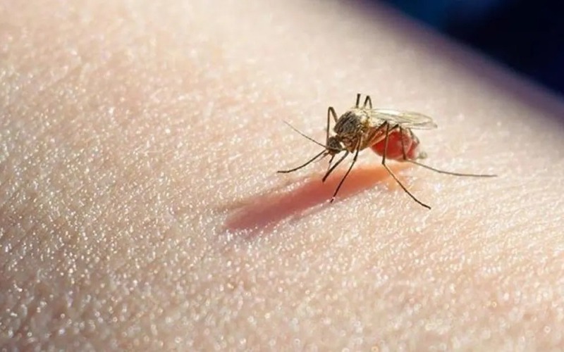 panam-autoridades-de-salud-alertas-ante-casos-de-dengue-y-malaria-b32f43.jpg