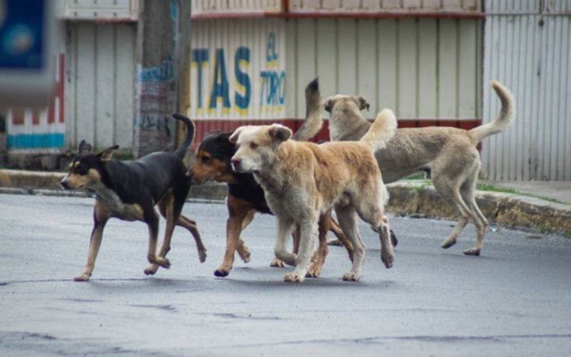 perros-9cbc04.jpg