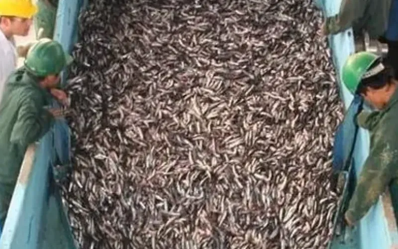 Exportan más de 500 toneladas de pescado a Europa en un año