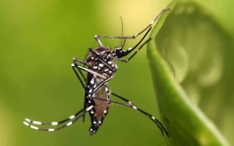 por-que-no-avanzo-una-solicitud-para-introducir-mosquito-modificado-4b446746-focus-0-0-608-342-26bb23.jpg