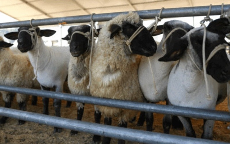 preparan-la-gran-expoferia-caprina-y-ovina-en-fiestas-patronales-en-miranda-elorientaldemonagas.com-13-de-octubre-de-2025-1024x477-709607.jpg