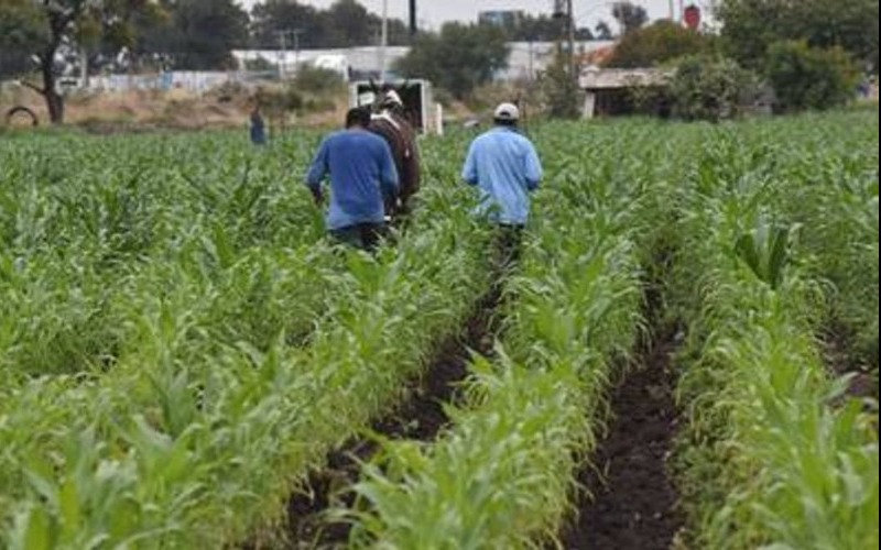 productores-agrcolas-dcf5fd.jpg