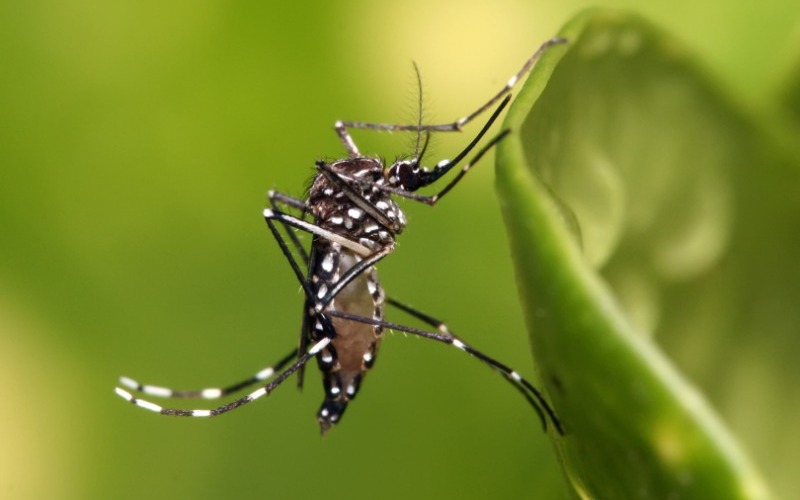 que-es-el-dengue-64e132.jpg