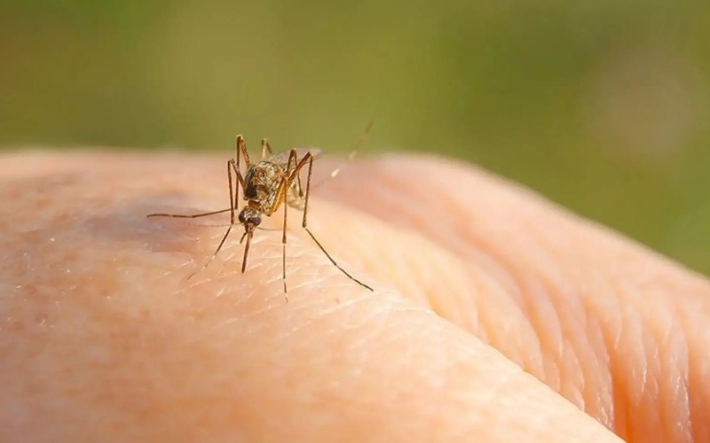 raid_us-2_25-article-west_nile_virus-hero-1-fa2444.jpg