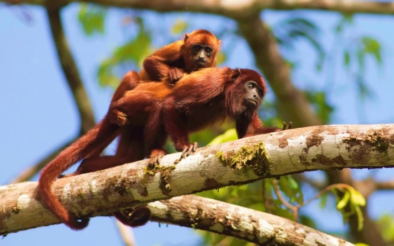 red-howler-monkey-baby-on-tree-1024x667-27e257.jpg