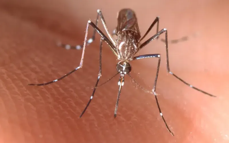 Aedes aegypti