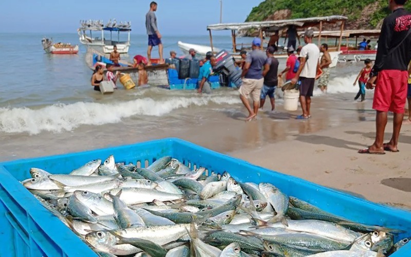 sardinas_zafra-3a2747.jpg
