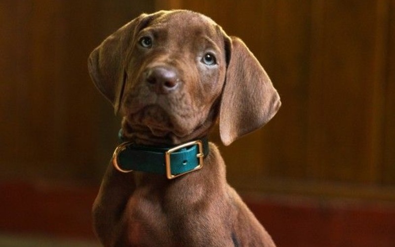 scooby-doo-2256408-4e1eef.jpg