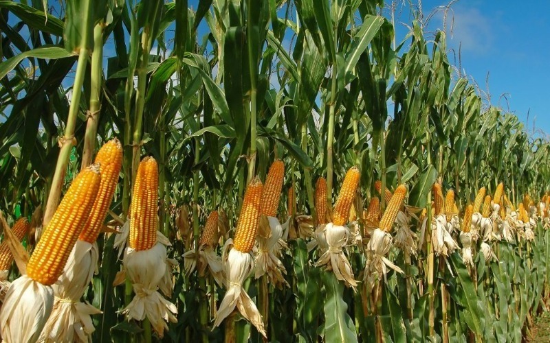situacion-cultivo-maiz-colombia-e1531077479153-623f67-ecf8d2.jpg