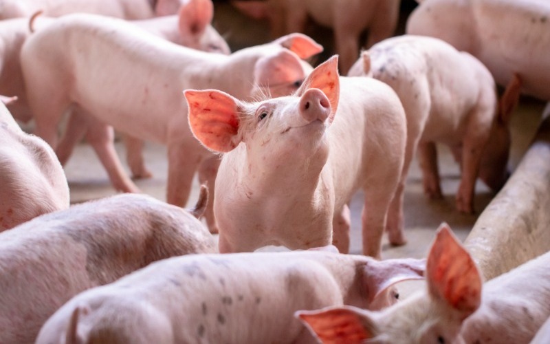 suinos-juntos-o-que-poderia-disseminar-peste-suina-africana-se-eles-estivessem-contaminados-454c3d.jpg