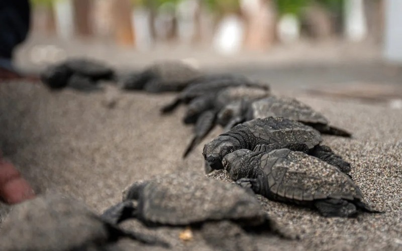 tortugas-marinas-1024x683-a160be.jpg
