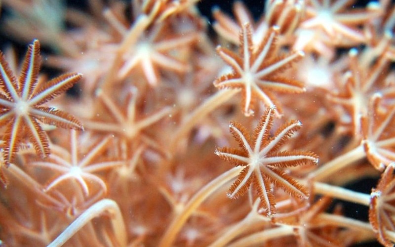 unomia-stolonifera--un-invasor-en-los-arrecifes-venezolanosdesde-la-dcada-del-2000-el-coral-bl-d92adb.jpg