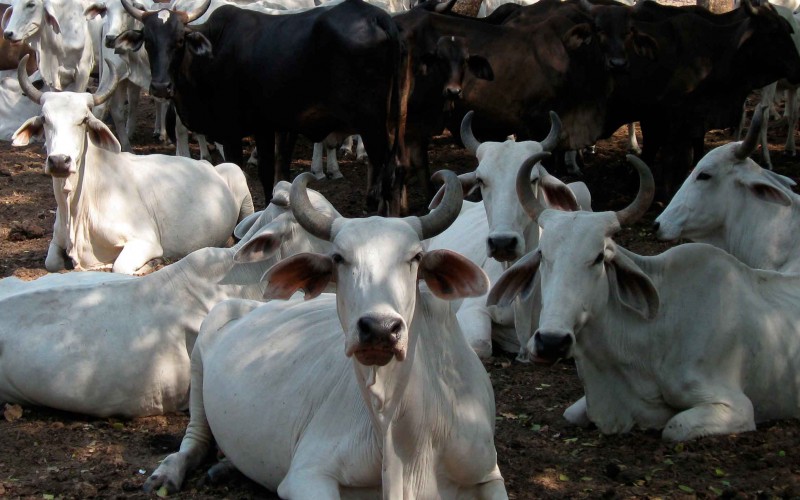 vacas-2.jpg