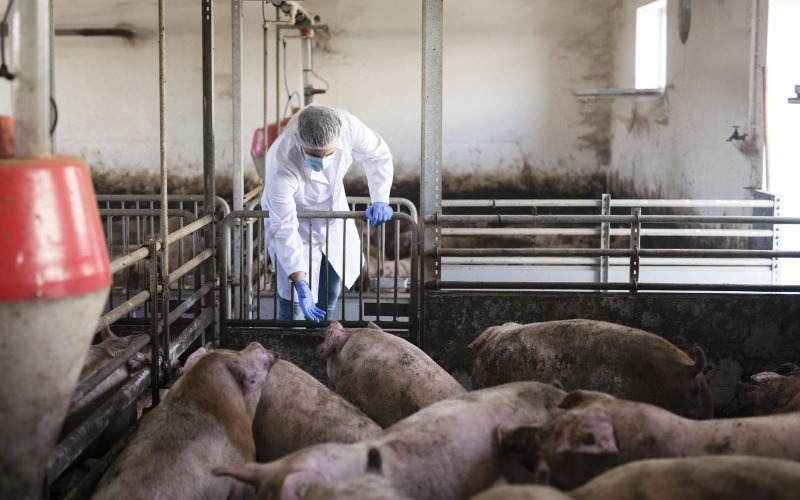 veterinarian-pig-farm-observing-livestock-checking-their-health-scaled-ee6209.jpg