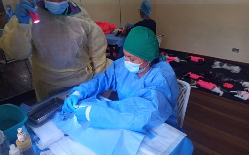 Esterilizan a 100 felinos en Los Teques