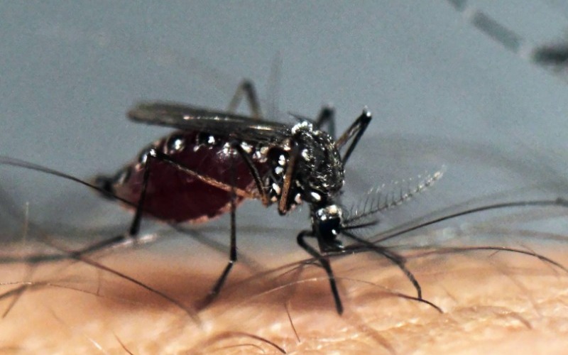zancudo-dengue-30cc6c.jpg