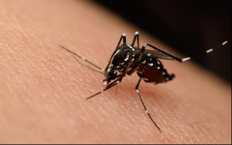 zikawestnile_share-c78ac6.jpg